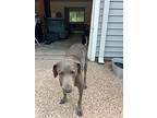 Gator (courtesy Listing), Labrador Retriever For Adoption In Bryan, Texas