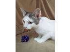 Spots, Domestic Shorthair For Adoption In Morgantown, West Virginia