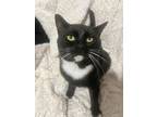 Boots, Domestic Shorthair For Adoption In Vashon, Washington