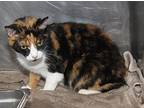 Little Cat -spayed/combotested, Calico For Adoption In Marietta, Ohio