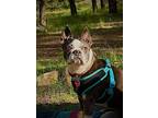 Shadow, Boston Terrier For Adoption In Plano, Texas
