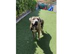 Galileo, American Staffordshire Terrier For Adoption In Oceanside, California