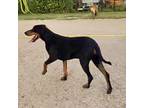 Roscoe, Doberman Pinscher For Adoption In Belen, New Mexico