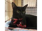 Midnight #mr-congenial, Bombay For Adoption In Houston, Texas