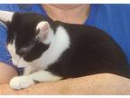 Vilya, Domestic Shorthair For Adoption In Fairborn, Ohio