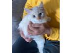 Murphy, Siamese For Adoption In Byron, Georgia