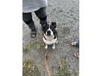 Rosco Russell Nj, American Staffordshire Terrier For Adoption In Rockaway