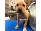Lloyd, Labrador Retriever For Adoption In Murphysboro, Illinois
