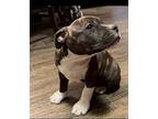 Angel Baby, American Staffordshire Terrier For Adoption In San Diego, California