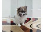 Pomeranian PUPPY FOR SALE ADN-826721 - CKC Registered Pomeranians