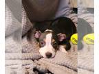 American Bully PUPPY FOR SALE ADN-826624 - ABKC American Bully Pups
