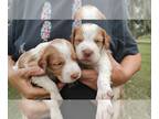 Brittany PUPPY FOR SALE ADN-826589 - Litter of 9 AKC Brittany pups
