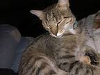 Tofu, Domestic Shorthair For Adoption In Fort Collins, Colorado