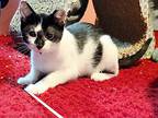 Plywood, Domestic Shorthair For Adoption In Apex, North Carolina
