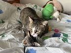 Jet, Domestic Shorthair For Adoption In Brandon, Florida