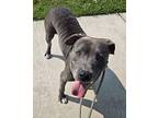 Sanford, American Staffordshire Terrier For Adoption In Taylor, Michigan