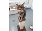 Oscar, Domestic Shorthair For Adoption In Cumberland, Maine