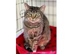 Roxie Rose, Domestic Shorthair For Adoption In Cumberland, Maine