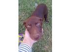 Sawyer, Labrador Retriever For Adoption In Batesville, Arkansas