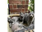 Blue Mama #2, Russian Blue For Adoption In New Braunfels, Texas
