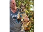 Archie, Terrier (unknown Type, Small) For Adoption In Turlock, California