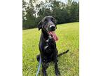 Mae, Labrador Retriever For Adoption In Glenwood, Georgia