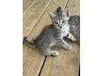 Westin, Domestic Shorthair For Adoption In Coldspring, Texas