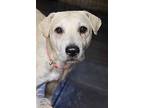 Roscoe, Labrador Retriever For Adoption In Tucson, Arizona