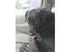 Charley, Labrador Retriever For Adoption In Jetersville, Virginia