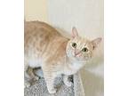 Cheerful Cher, Domestic Shorthair For Adoption In Spotsylvania, Virginia