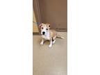 Flash, American Pit Bull Terrier For Adoption In Cedar Hill, Texas