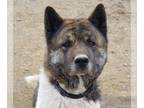 Akita DOG FOR ADOPTION RGADN-1173138 - Ruger - Akita (medium coat) Dog For
