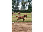 CMK Abu Farwa Aurab Colt Endurance & Sport Horse, VIDEO!