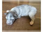 Australian Shepherd PUPPY FOR SALE ADN-826833 - AKC Fall Litter