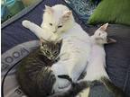 Dobby / Skitter Skat, Domestic Shorthair For Adoption In Bloomington, Indiana