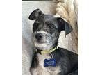 Tater Tot - Adorable Terrier, Terrier (unknown Type, Medium) For Adoption In
