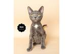 Micah, Russian Blue For Adoption In Wyandotte, Michigan