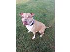 Chappie, American Pit Bull Terrier For Adoption In Prairie Du Chien, Wisconsin