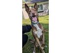 Lilly, Labrador Retriever For Adoption In Grand Rapids, Michigan