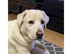 Maximilian, Labrador Retriever For Adoption In Warner Robins, Georgia
