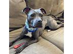 Tot, American Staffordshire Terrier For Adoption In New York, New York