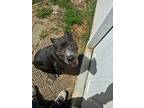 Princess, American Staffordshire Terrier For Adoption In White Plains, New York