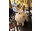 Audrey Hopburn, Other/unknown For Adoption In San Gabriel, California