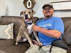 Willy Daniel, American Pit Bull Terrier For Adoption In Provo, Utah