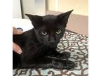 John Collins, Domestic Shorthair For Adoption In Salisbury, Maryland