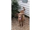 Buddy, Labrador Retriever For Adoption In Huntsville, Alabama