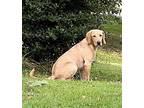 Leo, Labrador Retriever For Adoption In Huntsville, Alabama