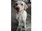 Benny, Labrador Retriever For Adoption In Huntsville, Alabama