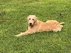 Sally, Labrador Retriever For Adoption In Huntsville, Alabama