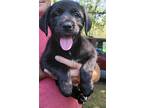 Poppy, Labrador Retriever For Adoption In Huntsville, Alabama